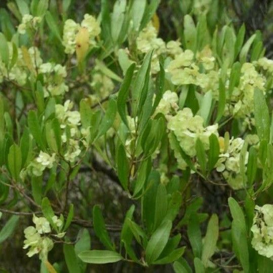 Dodonaea viscosa Blatt