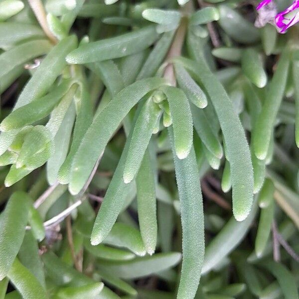 Delosperma cooperi পাতা