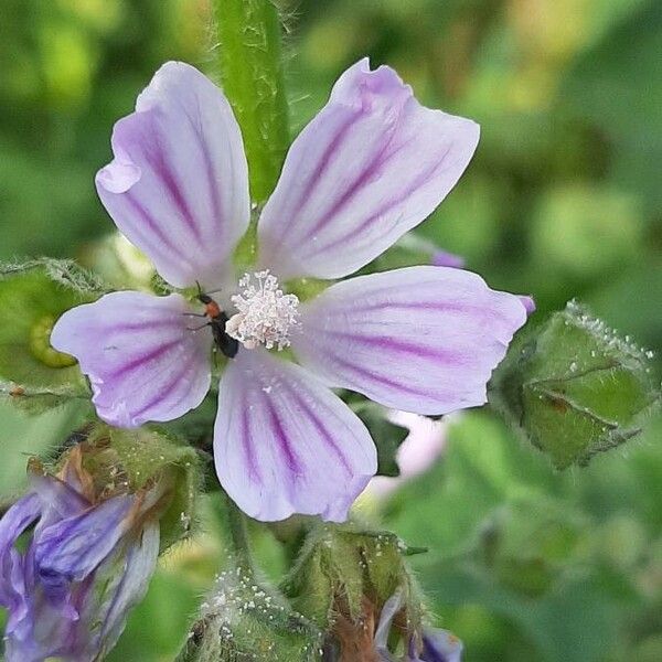 Malva neglecta Кветка