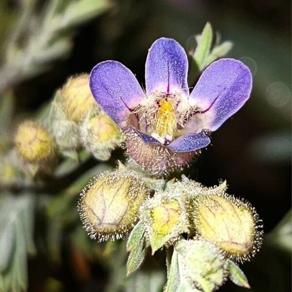 Penstemon linarioides Blomst