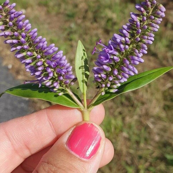 Veronicastrum sibiricum 花