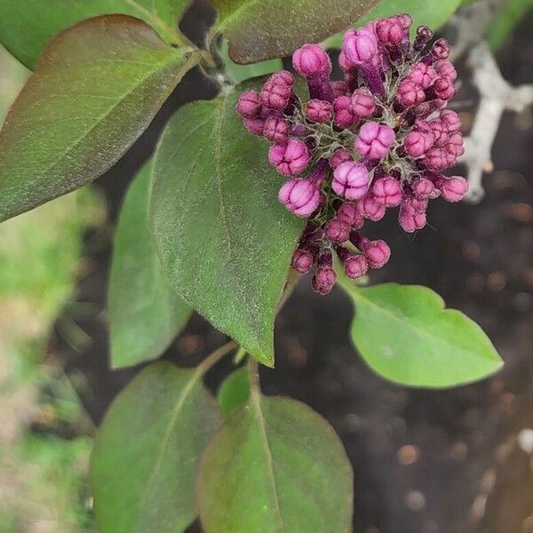 Syringa vulgaris Blomst