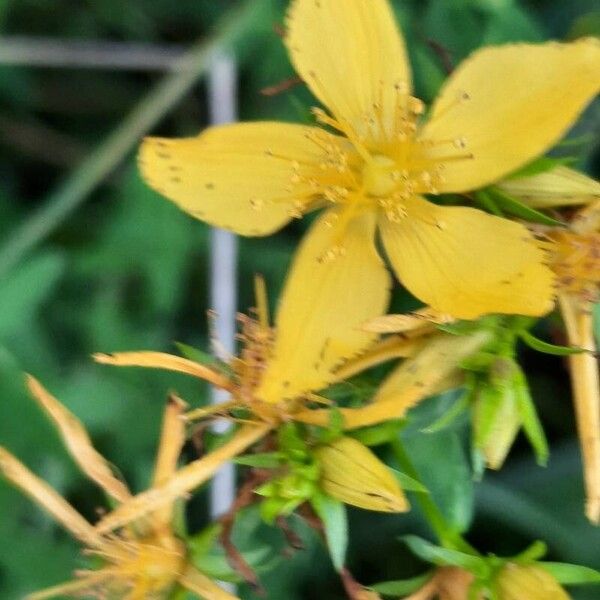 Hypericum maculatum Flower