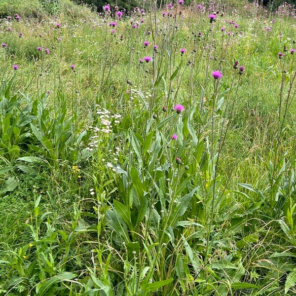 Cirsium canum आदत