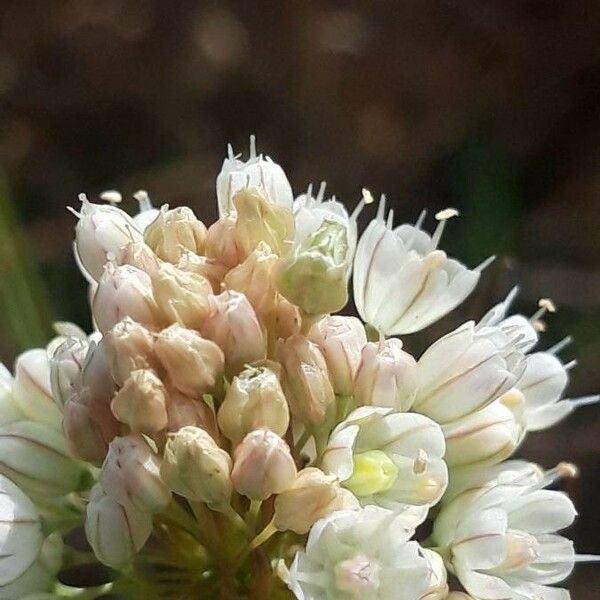 Allium pallens Kvet