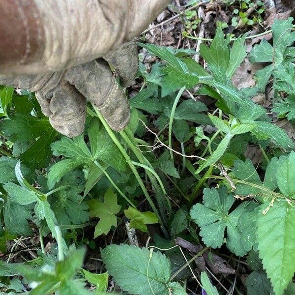 Geranium maculatum Характер