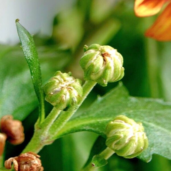 Chrysanthemum indicum Frunză