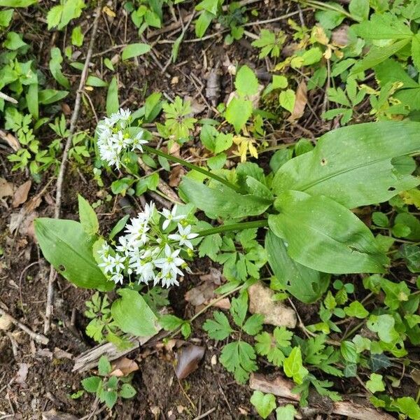 Allium ursinum ফুল