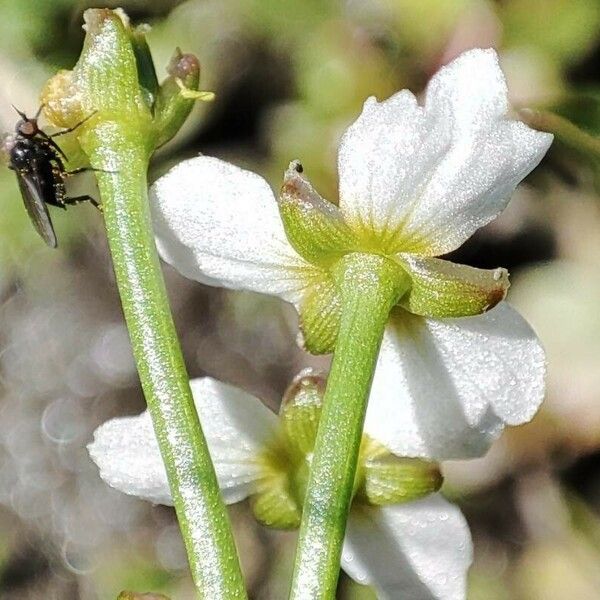 Damasonium alisma Flors