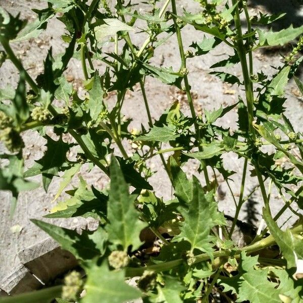 Blitum capitatum Leaf