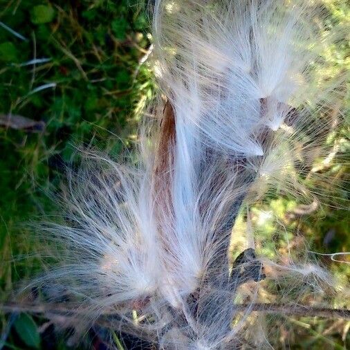 Asclepias curassavica Ffrwyth