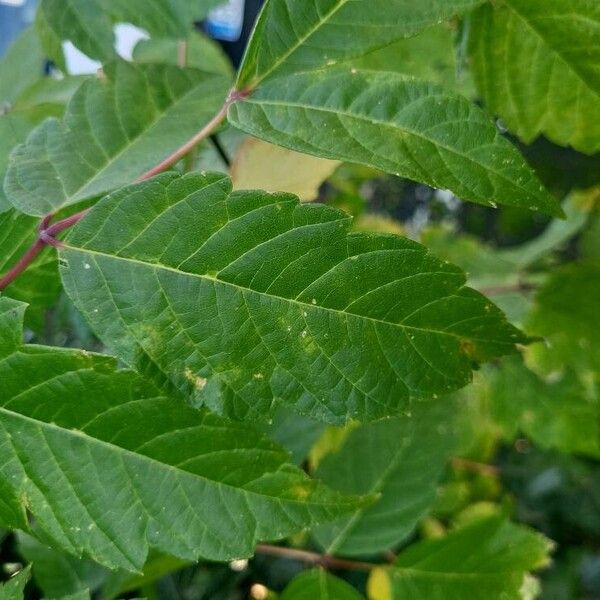 Acer cissifolium Hostoa