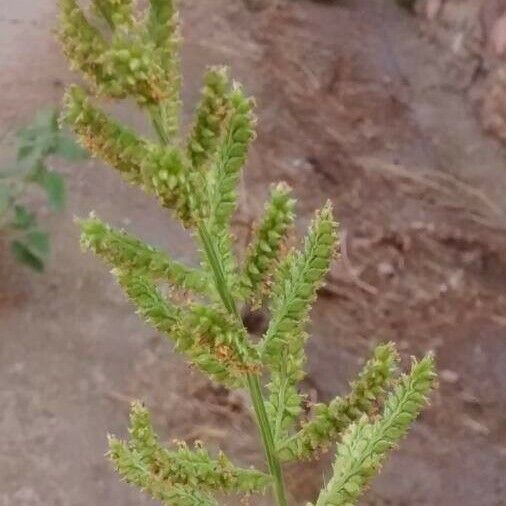 Echinochloa crus-galli Fruit