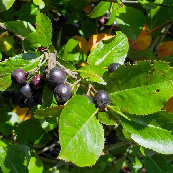 Aronia melanocarpa Yaprak