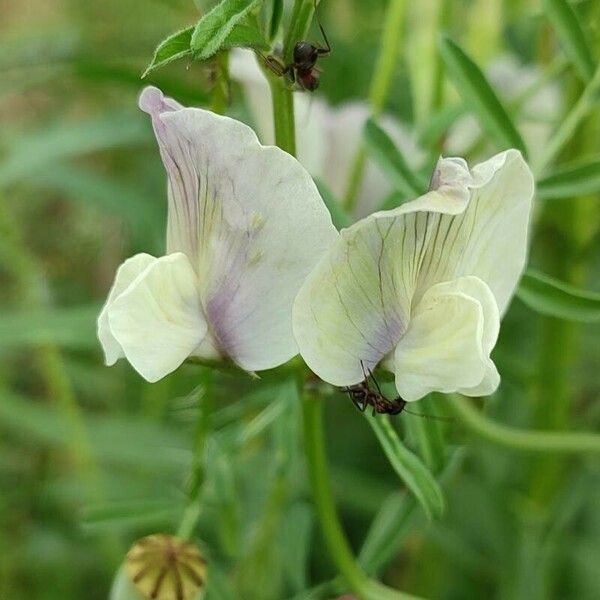 Vicia grandiflora Λουλούδι