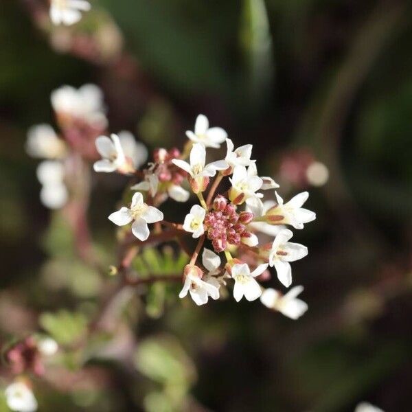 Cardamine occulta 花