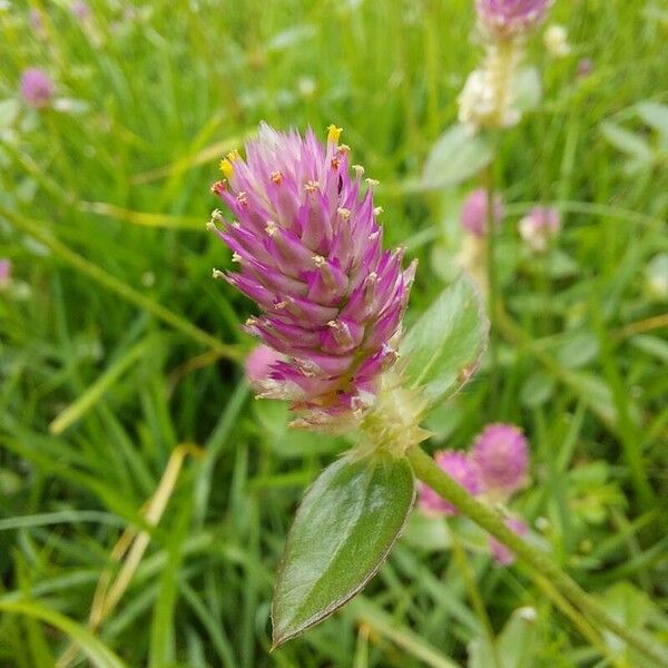 Gomphrena globosa Flower