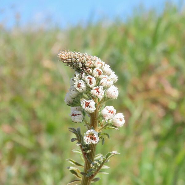 Reseda alba Floro