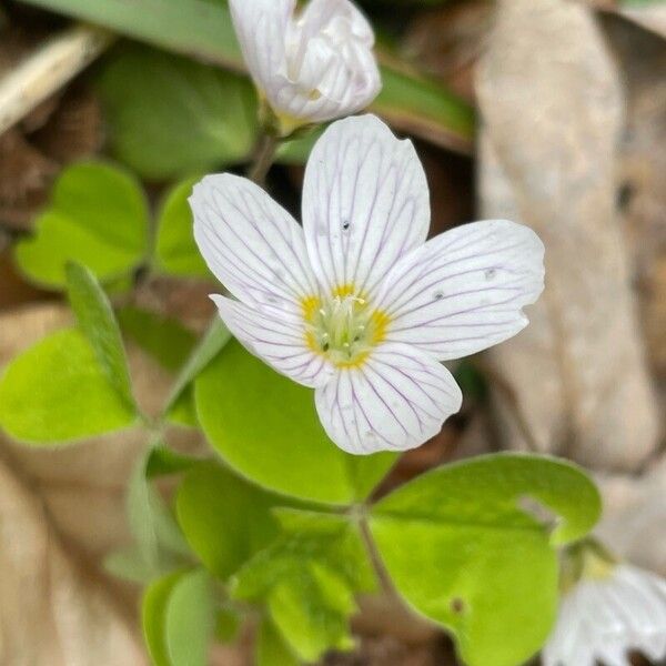 Oxalis acetosella Blomma