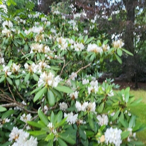 Rhododendron maximum Агульны выгляд