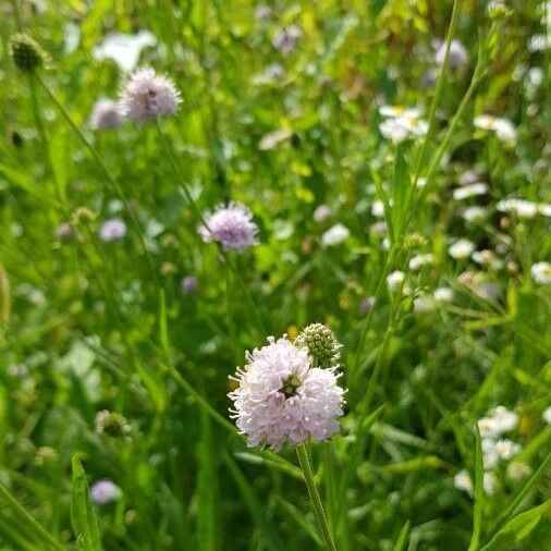 Succisella inflexa Flower