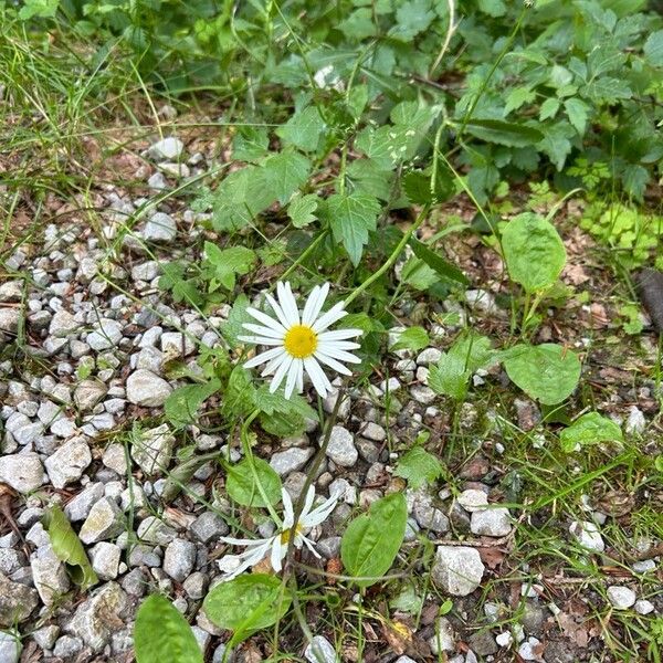 Leucanthemum ircutianum ᱵᱟᱦᱟ