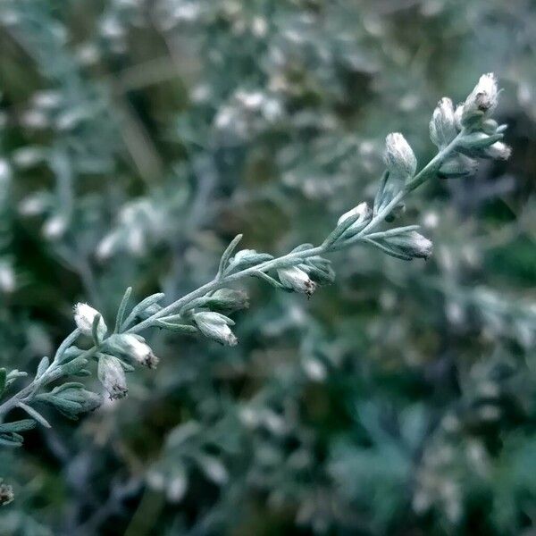 Artemisia frigida Blomma