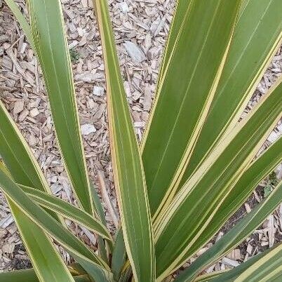 Phormium tenax Lehti