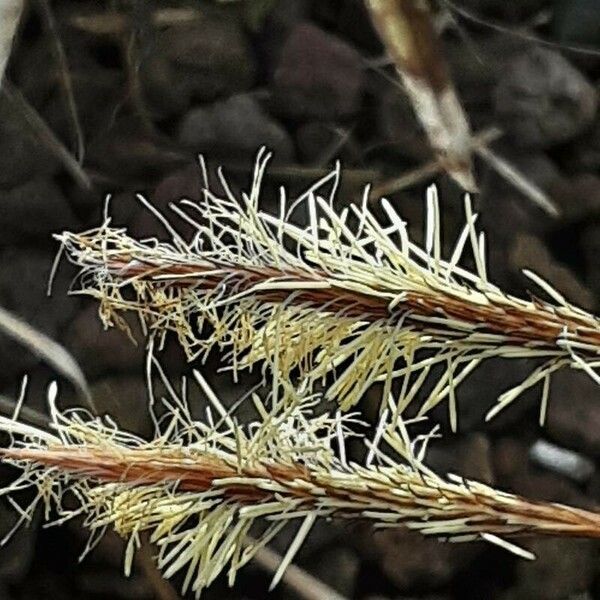 Carex caryophyllea Цвят