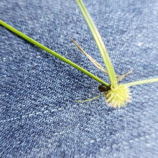 Cyperus brevifolius പുഷ്പം