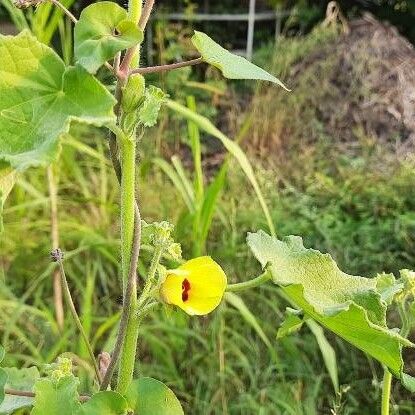 Abutilon hirtum Frunză