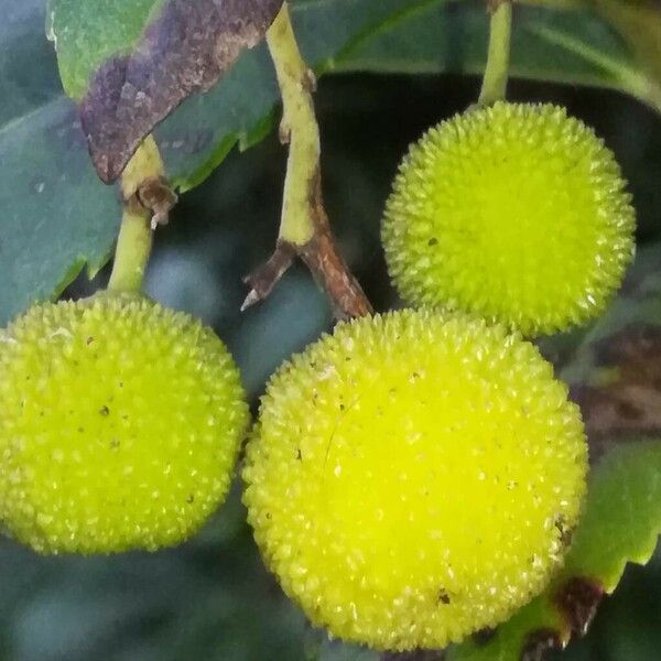 Arbutus unedo फल