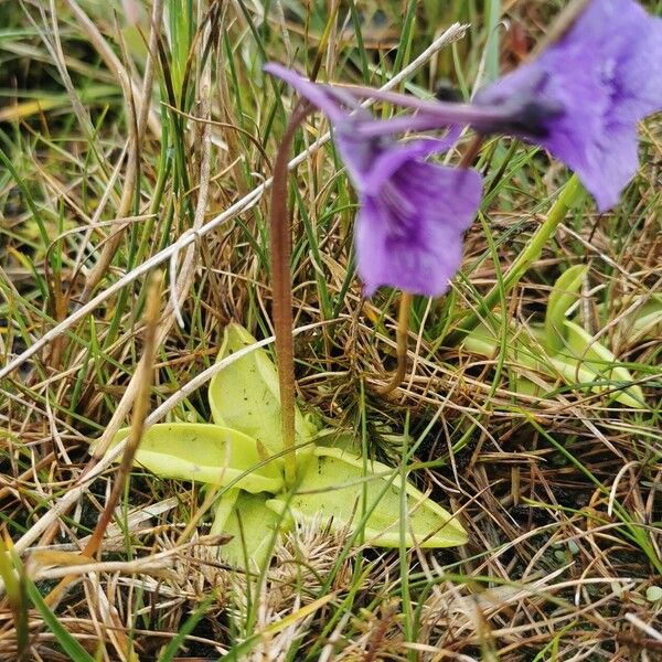 Pinguicula grandiflora Floro