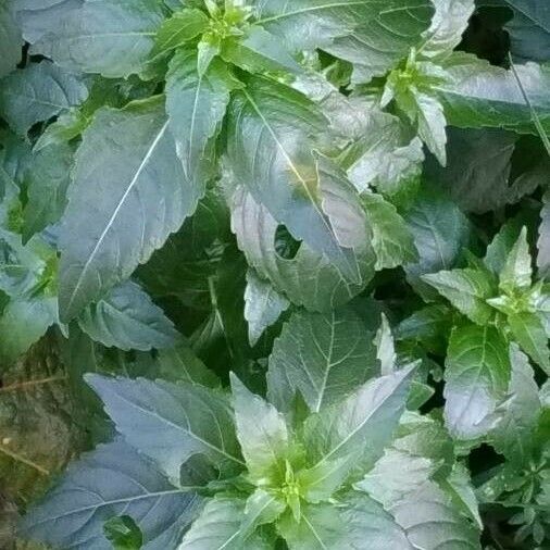 Mercurialis annua Leaf