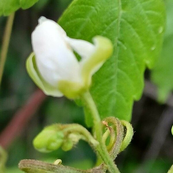 Cardiospermum grandiflorum Flower