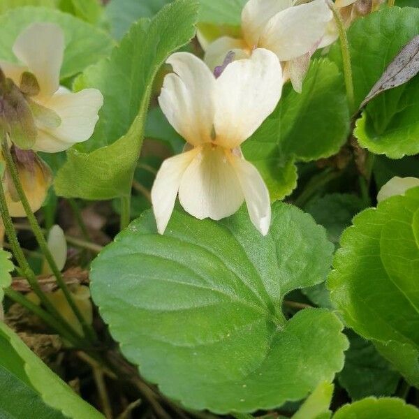 Viola blanda Flor