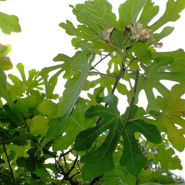 Ficus carica Folha