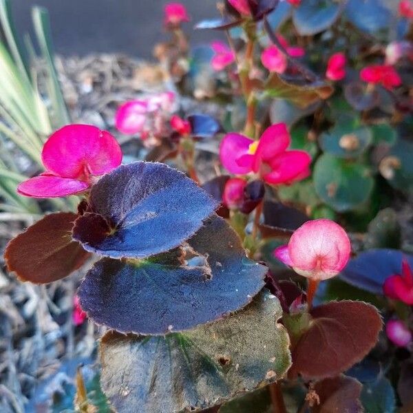 Begonia cucullata Flor