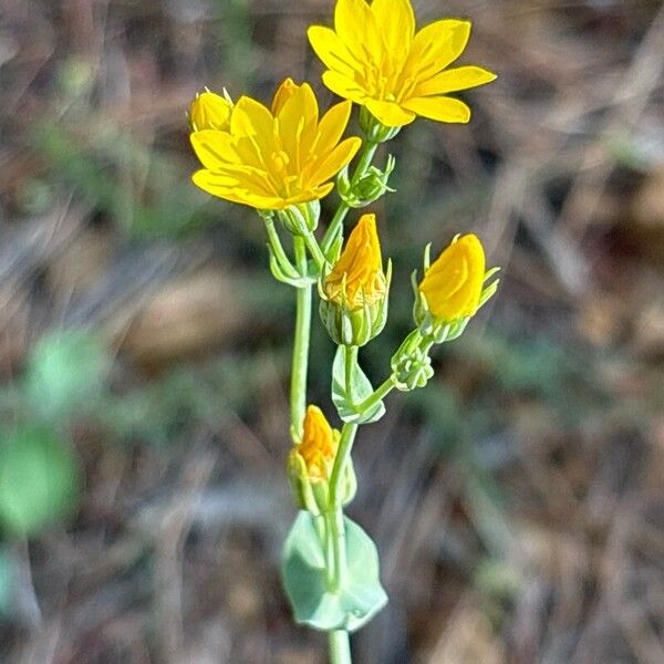 Blackstonia perfoliata 花