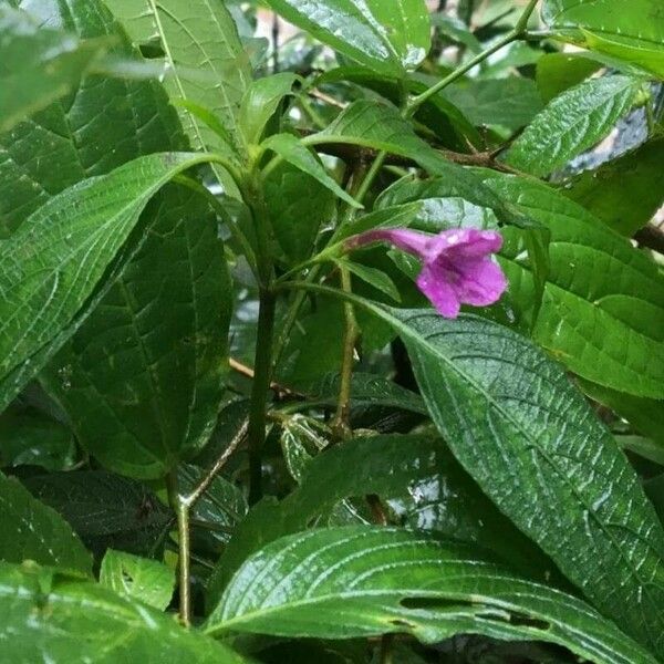 Nautilocalyx melittifolius Fleur