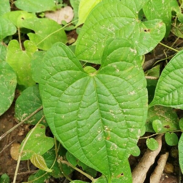 Dioscorea bulbifera Blatt