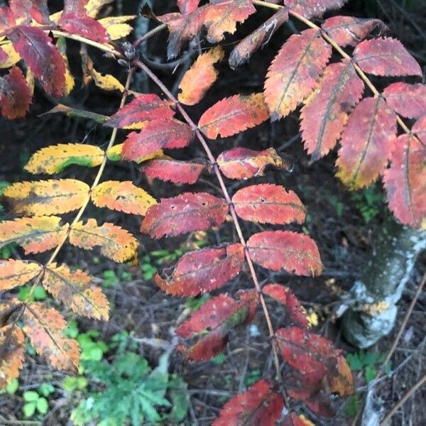 Sorbus aucuparia 葉