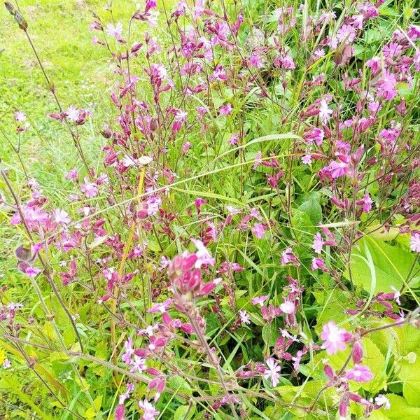 Silene pendula फूल