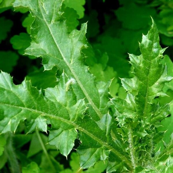 Carduus pycnocephalus Leaf