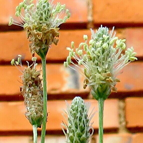 Plantago lagopus Flor