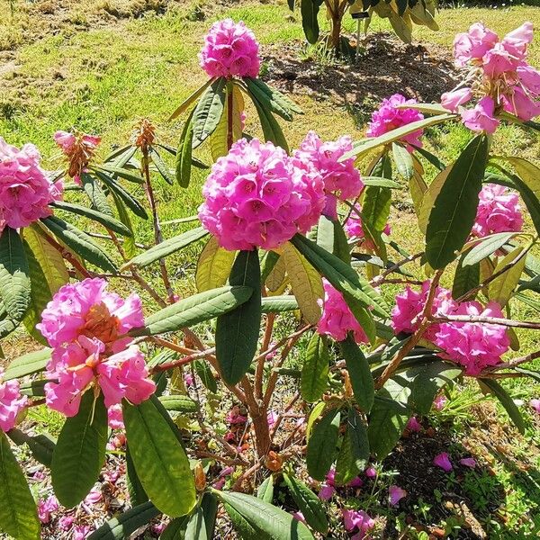 Rhododendron arboreum Blüte