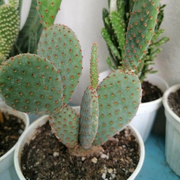 Opuntia aciculata Ліст