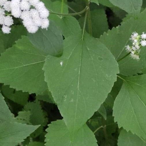 Ageratina altissima Leaf