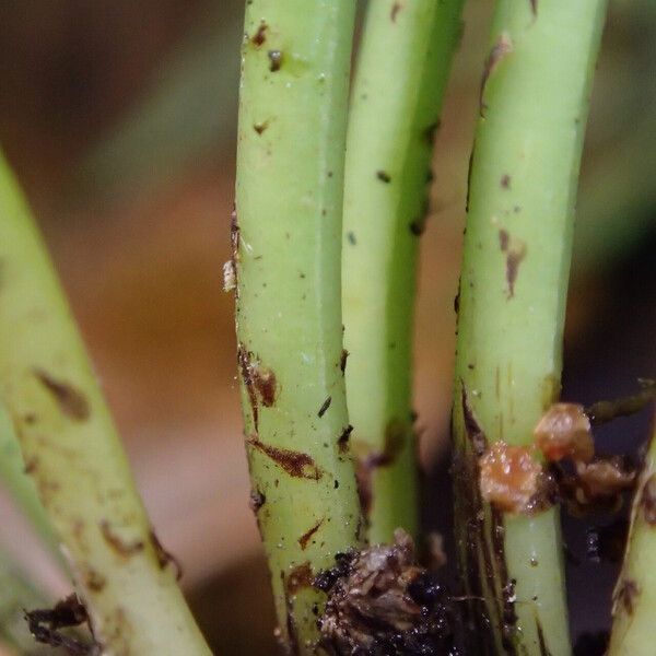 Asplenium theciferum Folha