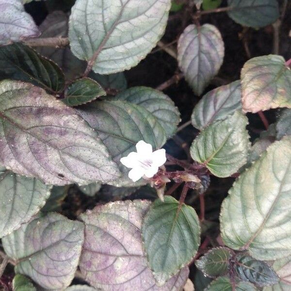 Strobilanthes alternata Flower